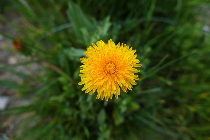 A closeup photograph of a yellow dandelion flower in full bloom.