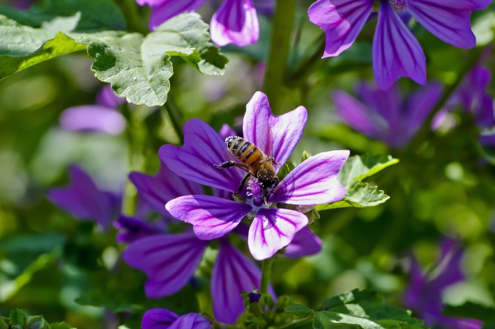 A closeup photograph of a bee on a mallow flower in bloom.