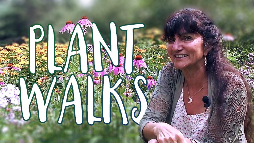 Video Walks with Herbalists