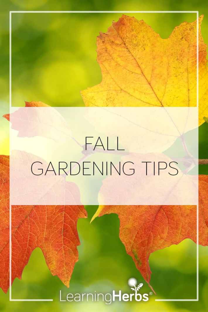 Grounding in the Garden: Fall Gardening Tips