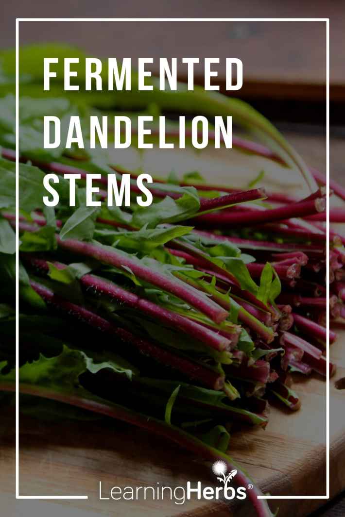 Fermented Dandelion Stems Recipe