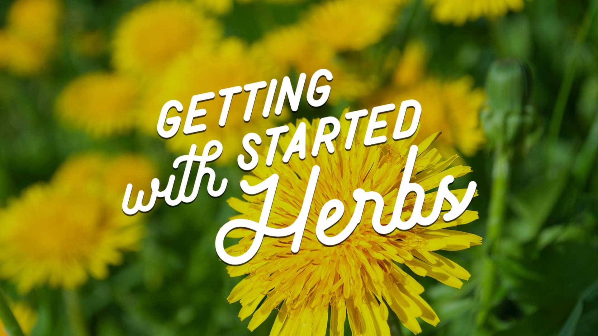 New to Herbs? Start Here