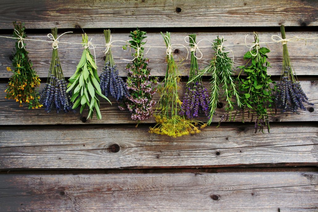 A photograph of several bundles of fresh herbs hanging to dry.