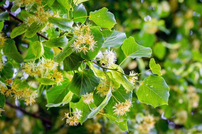 A closeup photograph of a branch of linden in bloom.