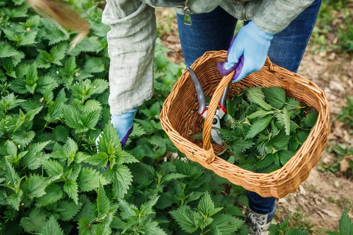 A closeup photograph of someone harvesting fresh nettles and placing the nettles in a basket.