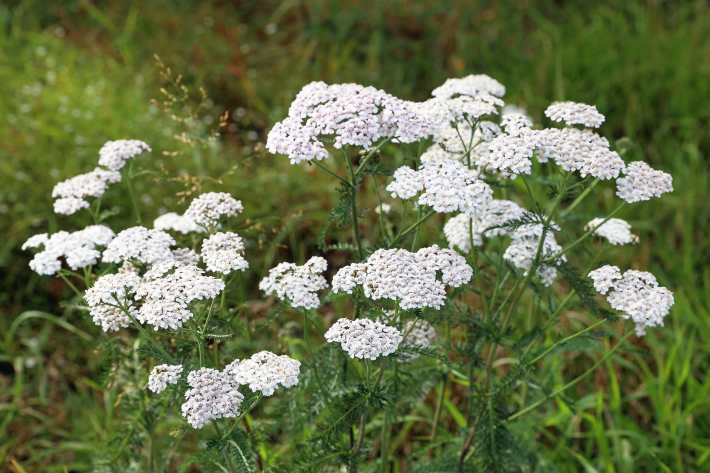 A closeup photograph of a patch of yarrow flowers in bloom.