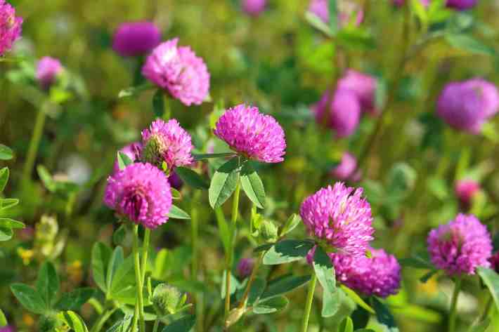 A closeup photograph of a patch of red clover in bloom