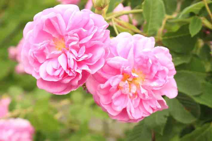 A closeup photograph of two roses. 