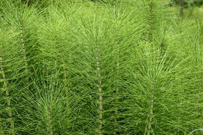 A closeup photograph of a thick patch of horsetail growing outside.