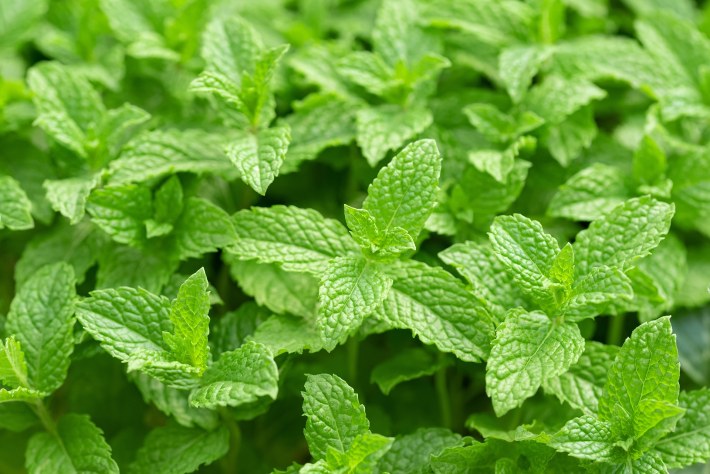 A closeup photograph of a patch of spearmint growing.