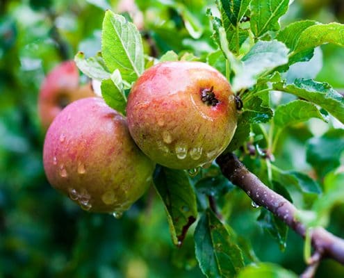 Modern apples are larger, but lack the high nutrients found in wild apples.