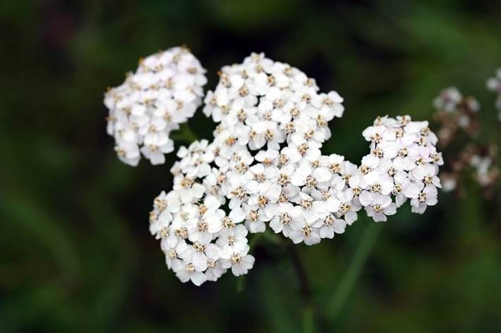 Yarrow: A Natural Insect Repellent