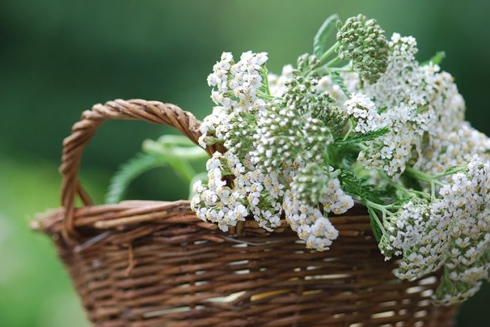 Yarrow: A Natural Insect Repellent